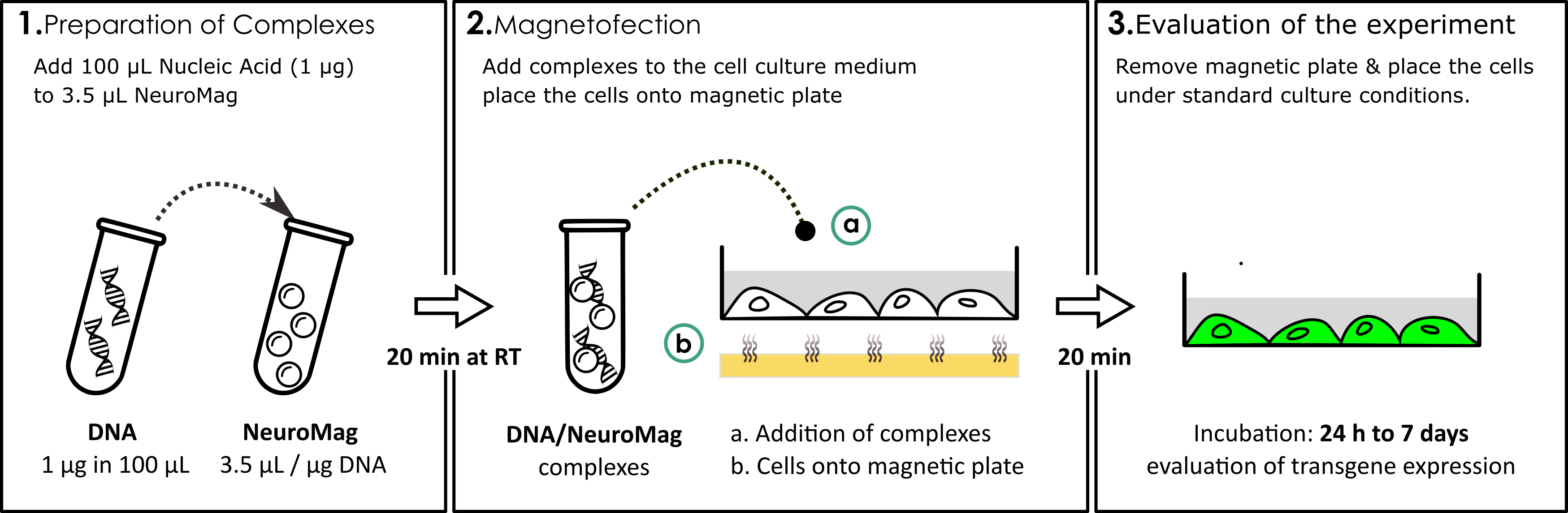neuron transfection protocol
